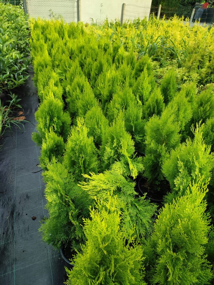 Altuni Piramit Mazı 60-80 cm, Çit bitkisi - Görsel 3