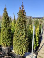 Piramit Porsuk 200-250cm - Görsel 3