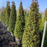 Piramit Porsuk 200-250cm