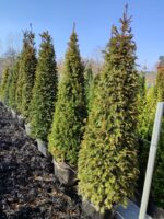 Piramit Porsuk 200-250cm