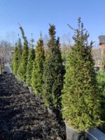 Piramit Porsuk 200-250cm - Görsel 2