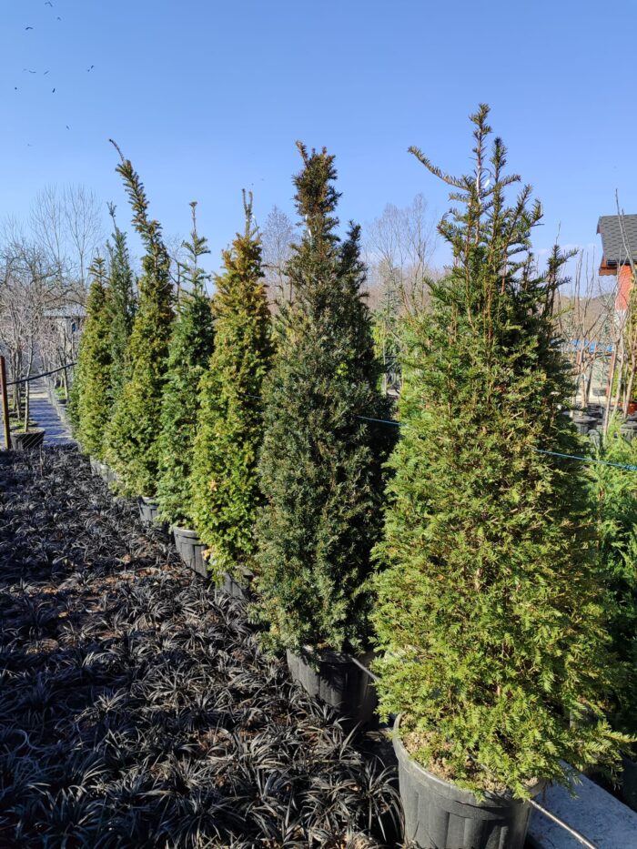 Piramit Porsuk 200-250cm - Görsel 2