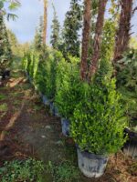 Piramit Şimşir 125-150cm - Görsel 2