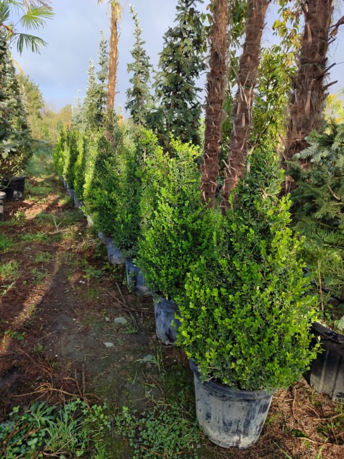 Piramit Şimşir 125-150cm - Görsel 2