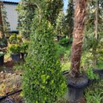 Piramit Şimşir 125-150cm