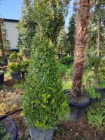 Piramit Şimşir 125-150cm