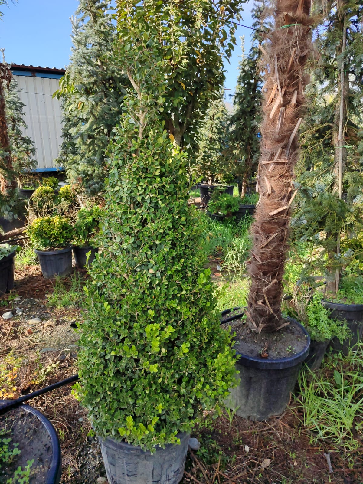 piramit-simsir-125-150cm-3 Piramit Şimşir 125-150cm - Görsel 1