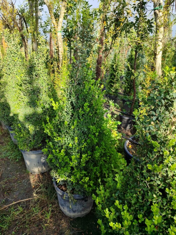 Piramit Şimşir 125-150cm - Görsel 3