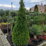 Piramit Şimşir 2 metre üzeri