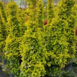 Piramit Altuni Taflan 125-150cm