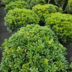 Pittosporum 80-100 cm çap