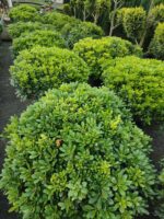 Pittosporum 80-100 cm çap