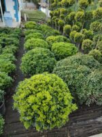 Pittosporum 80-100 cm çap - Görsel 2