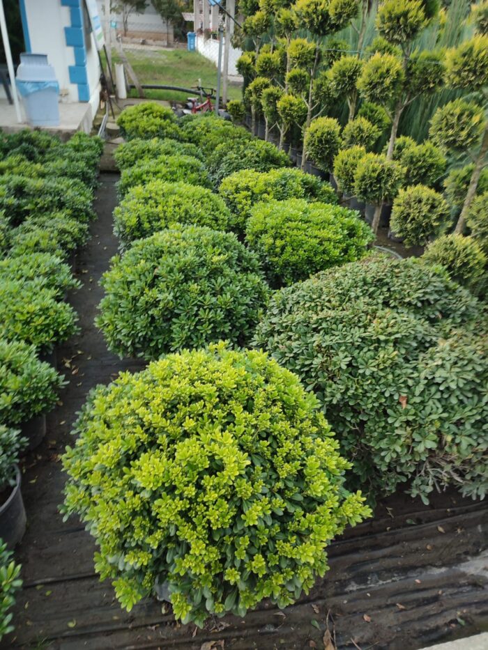 Pittosporum 80-100 cm çap - Görsel 2