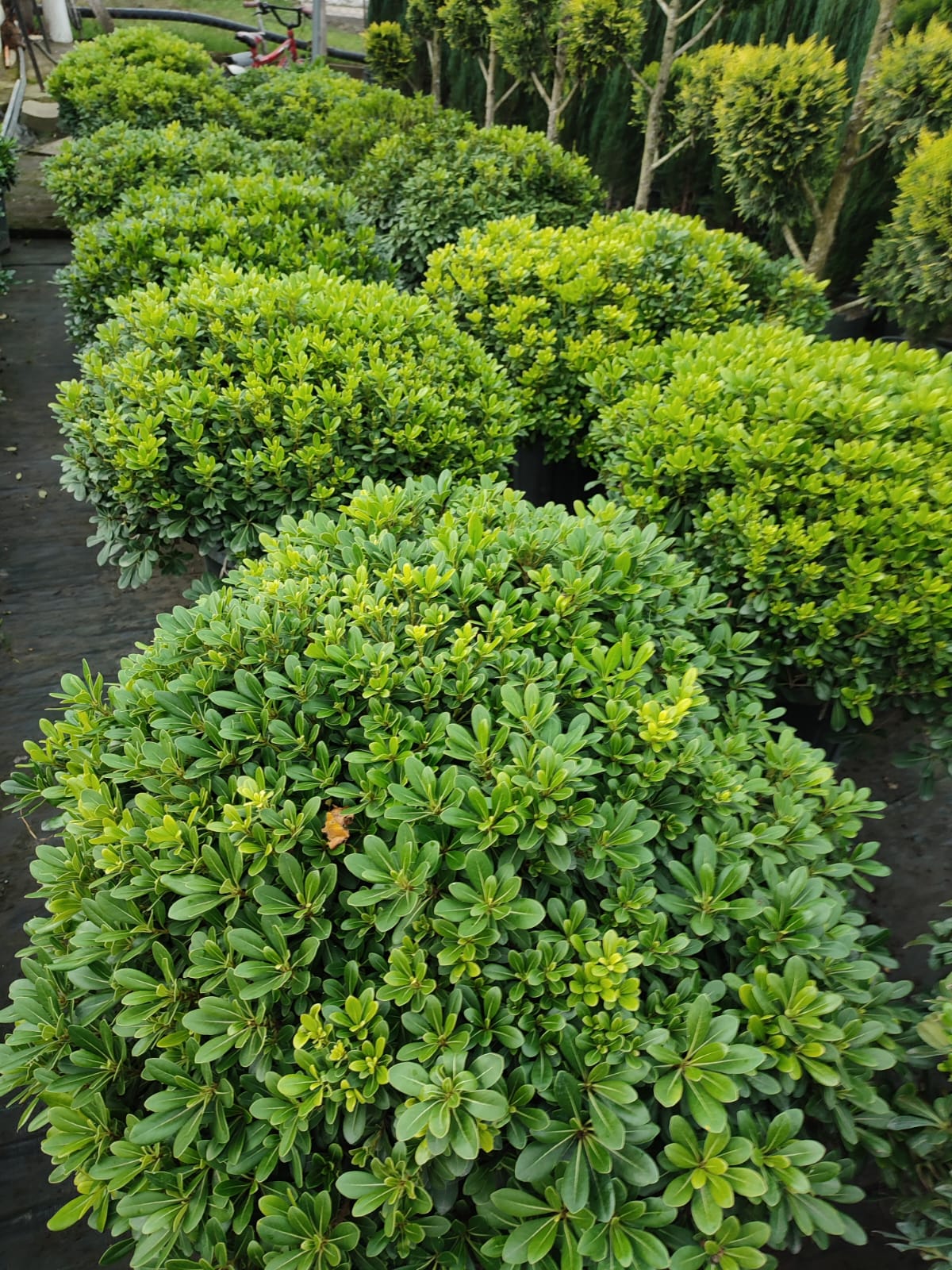 pittosporum-100-120cm-45-litre Pittosporum 80-100 cm çap - Görsel 1