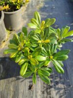 Pittospotum 20-30 cm Çap - Görsel 5