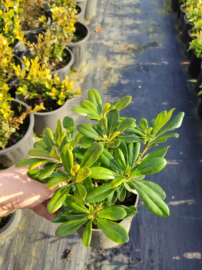 Pittospotum 20-30 cm Çap - Görsel 6