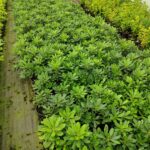 Pittosporum 30-40cm Çap 3 Litre