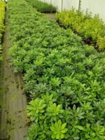 Pittosporum 30-40cm Çap 3 Litre