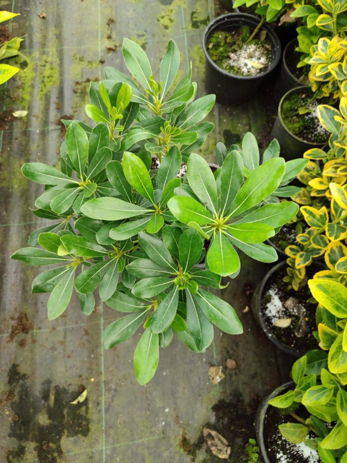 Pittosporum 30-40cm Çap 3 Litre - Görsel 2