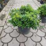 Pittosporum ( yıldız çalısı ) 40-50cm çap Duble