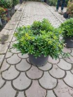 Pittosporum ( yıldız çalısı ) 40-50cm çap Duble