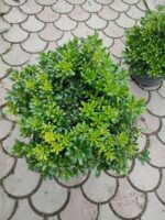 Pittosporum ( yıldız çalısı ) 40-50cm çap Duble - Görsel 5