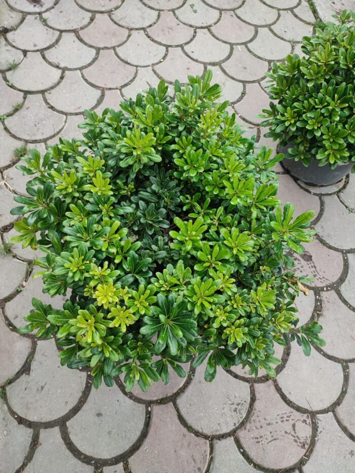 Pittosporum ( yıldız çalısı ) 40-50cm çap Duble - Görsel 5