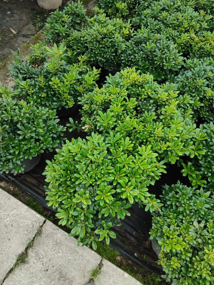 Pittosporum ( yıldız çalısı ) 40-50cm çap Duble - Görsel 3