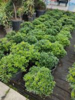 Pittosporum ( yıldız çalısı ) 40-50cm çap Duble - Görsel 4