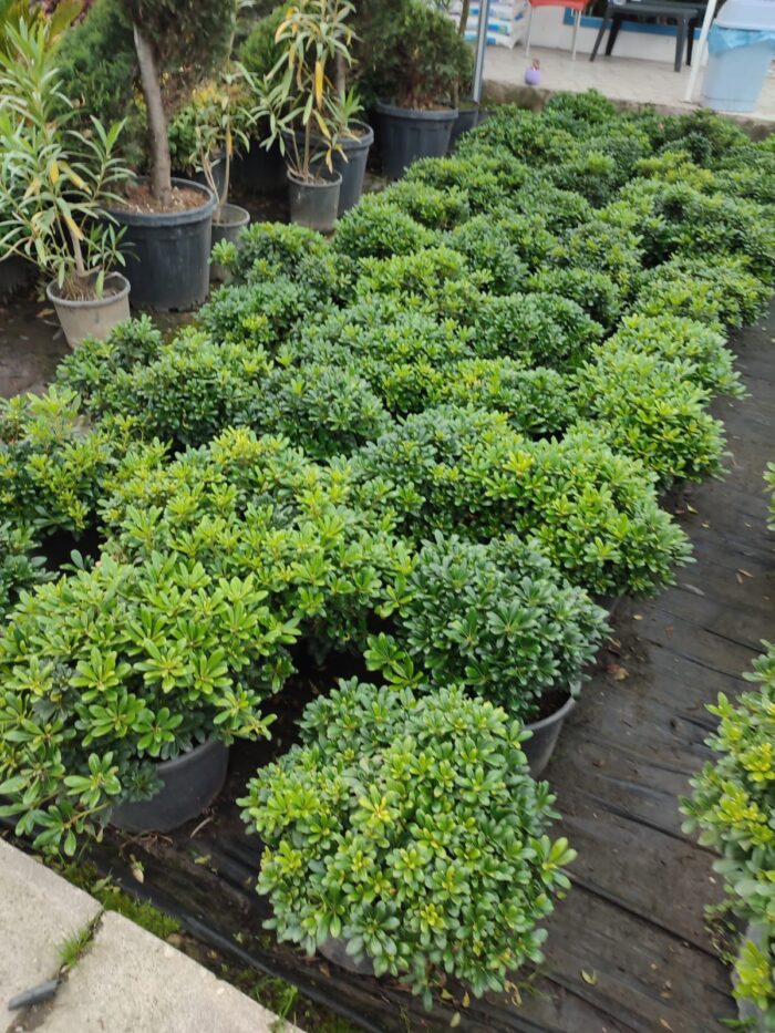 Pittosporum ( yıldız çalısı ) 40-50cm çap Duble - Görsel 4
