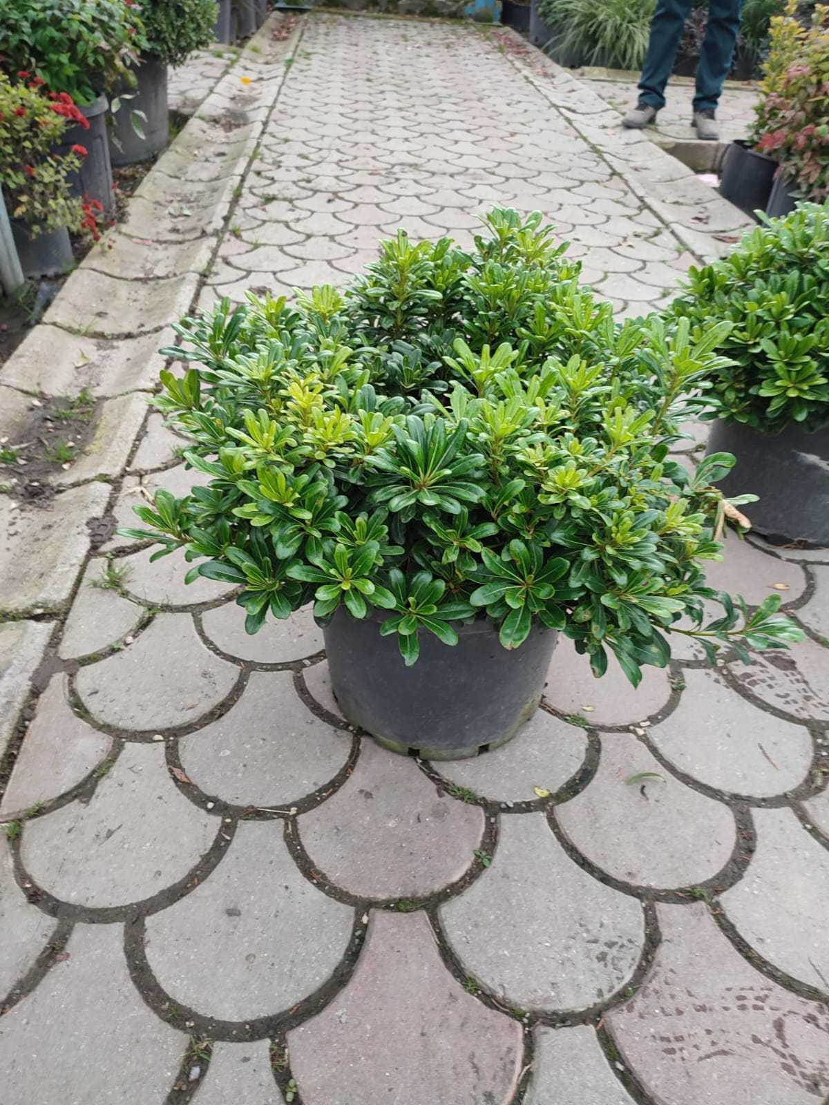 pittosporum-60-80cm-15-litre Pittosporum ( yıldız çalısı ) 40-50cm çap Duble - Görsel 1