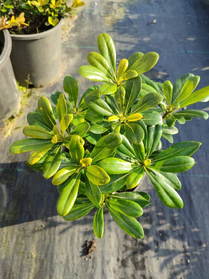 Pittospotum 20-30 cm Çap - Görsel 5