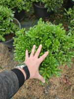 Pittosporum ( yıldız çalısı ) 40-50cm çap Duble - Görsel 6