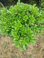 Pittosporum ( yıldız çalısı ) 40-50cm çap Duble - Görsel 2