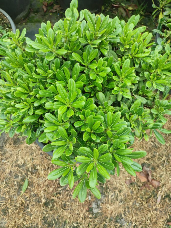 Pittosporum ( yıldız çalısı ) 40-50cm çap Duble - Görsel 2