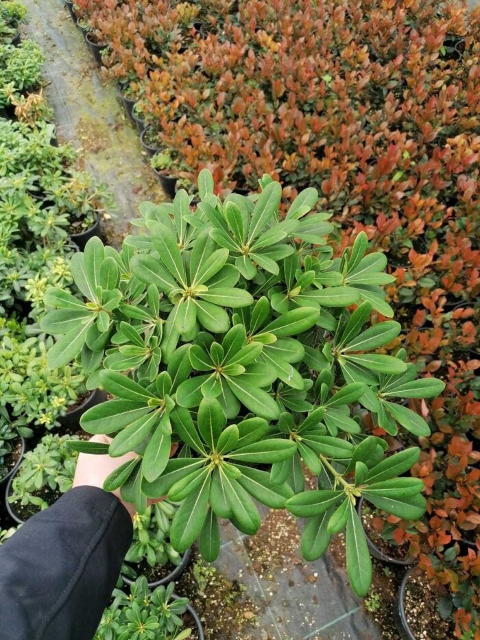 Pittospotum 20-30 cm Çap - Görsel 3