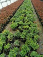 Pittospotum 20-30 cm Çap - Görsel 2