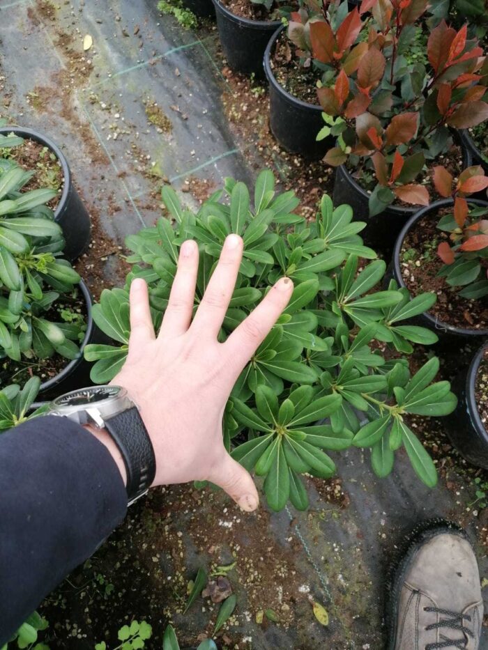 Pittospotum 20-30 cm Çap - Görsel 4