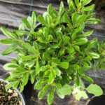 Pittospotum 20-30 cm Çap