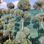 Pon Pon Arizona 2-3 metre