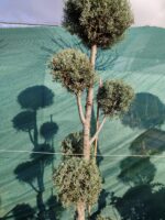 Pon Pon Arizona 2-3 metre - Görsel 3