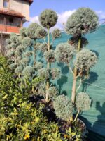 Pon Pon Arizona 2-3 metre - Görsel 2