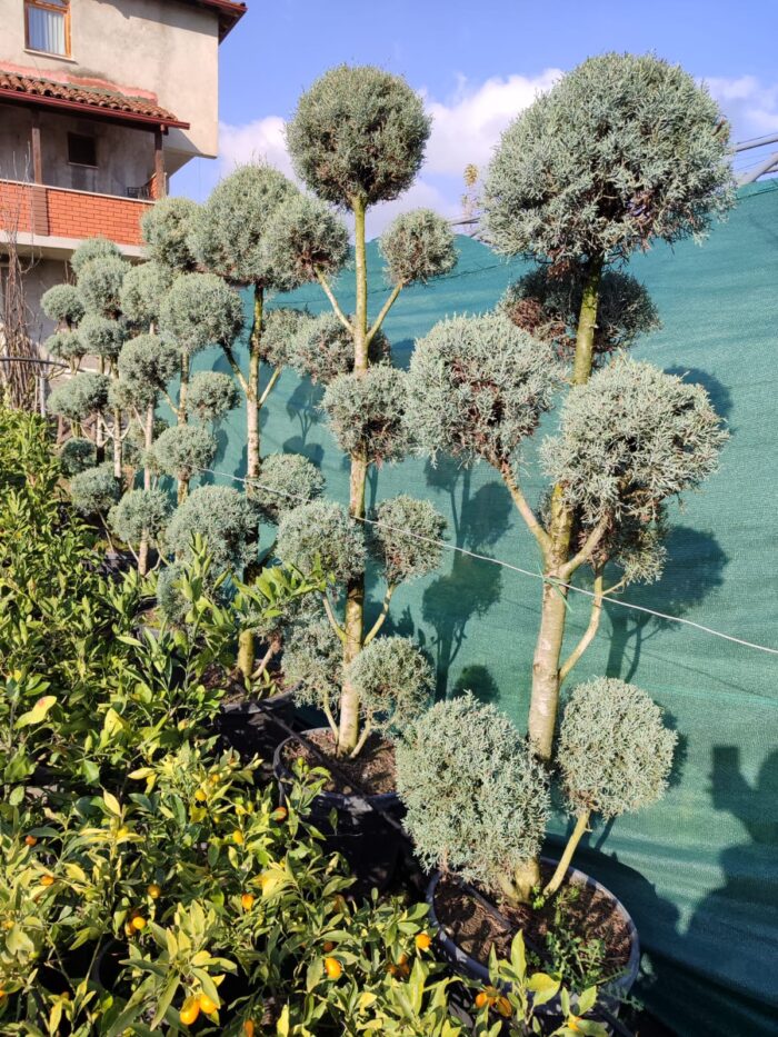 Pon Pon Arizona 2-3 metre - Görsel 2