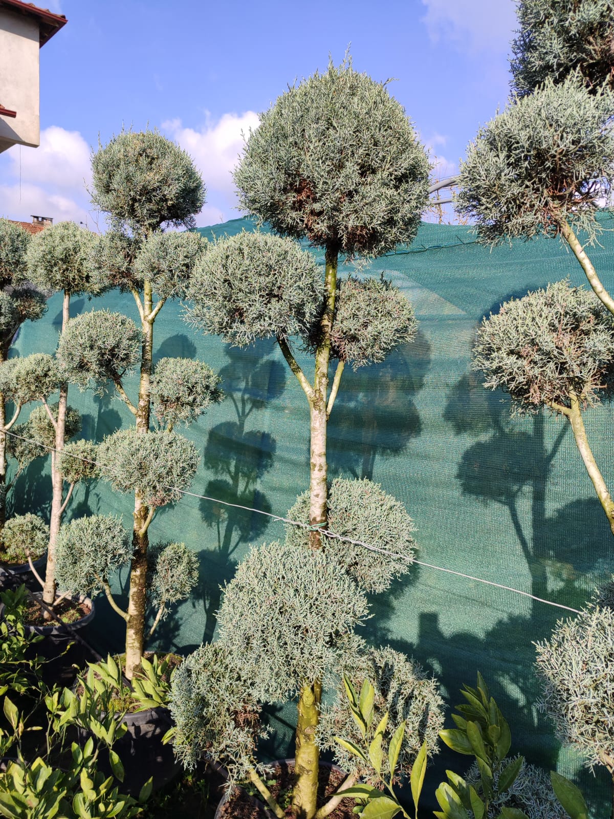 ponpon-arizona Pon Pon Arizona 2-3 metre - Görsel 1