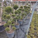 Ponpon Şekilli Bitki, Bulut Budanmış Leylandi Goldrider