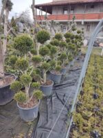 Ponpon Şekilli Bitki, Bulut Budanmış Leylandi Goldrider