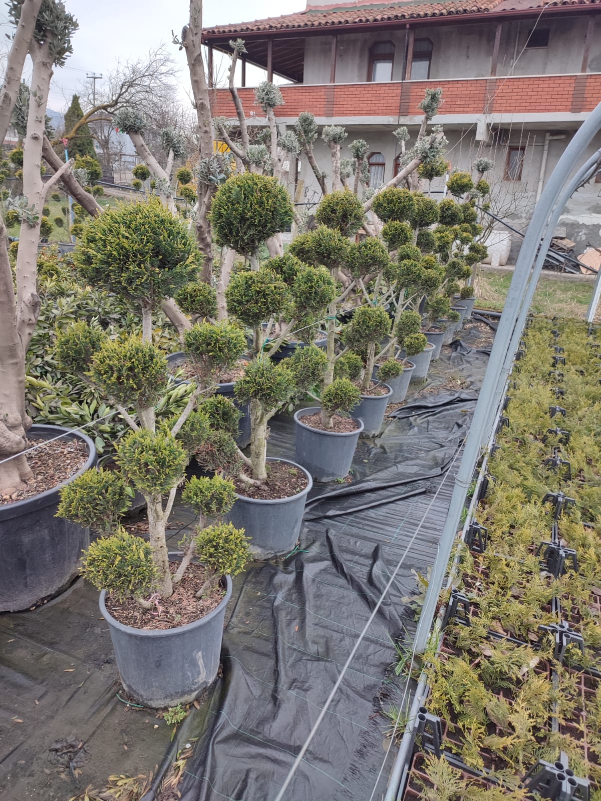 ponpon-goldrider-2 Ponpon Şekilli Bitki, Bulut Budanmış Leylandi Goldrider - Görsel 1