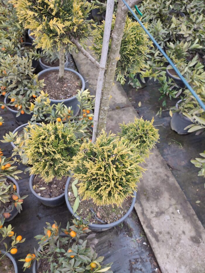 Ponpon Şekilli Bitki, Bulut Budanmış Leylandi Goldrider - Görsel 4