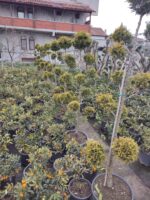 Ponpon Şekilli Bitki, Bulut Budanmış Leylandi Goldrider - Görsel 3